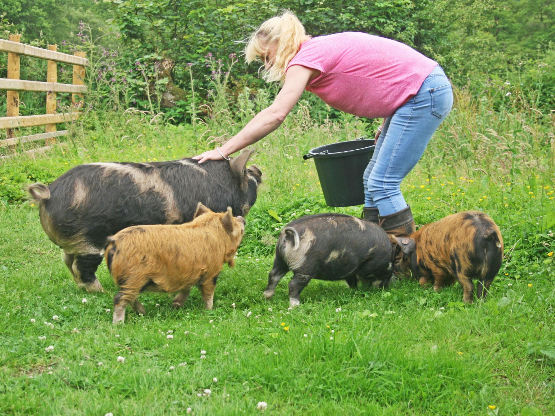 Walk with little KuneKune pigs in Wales