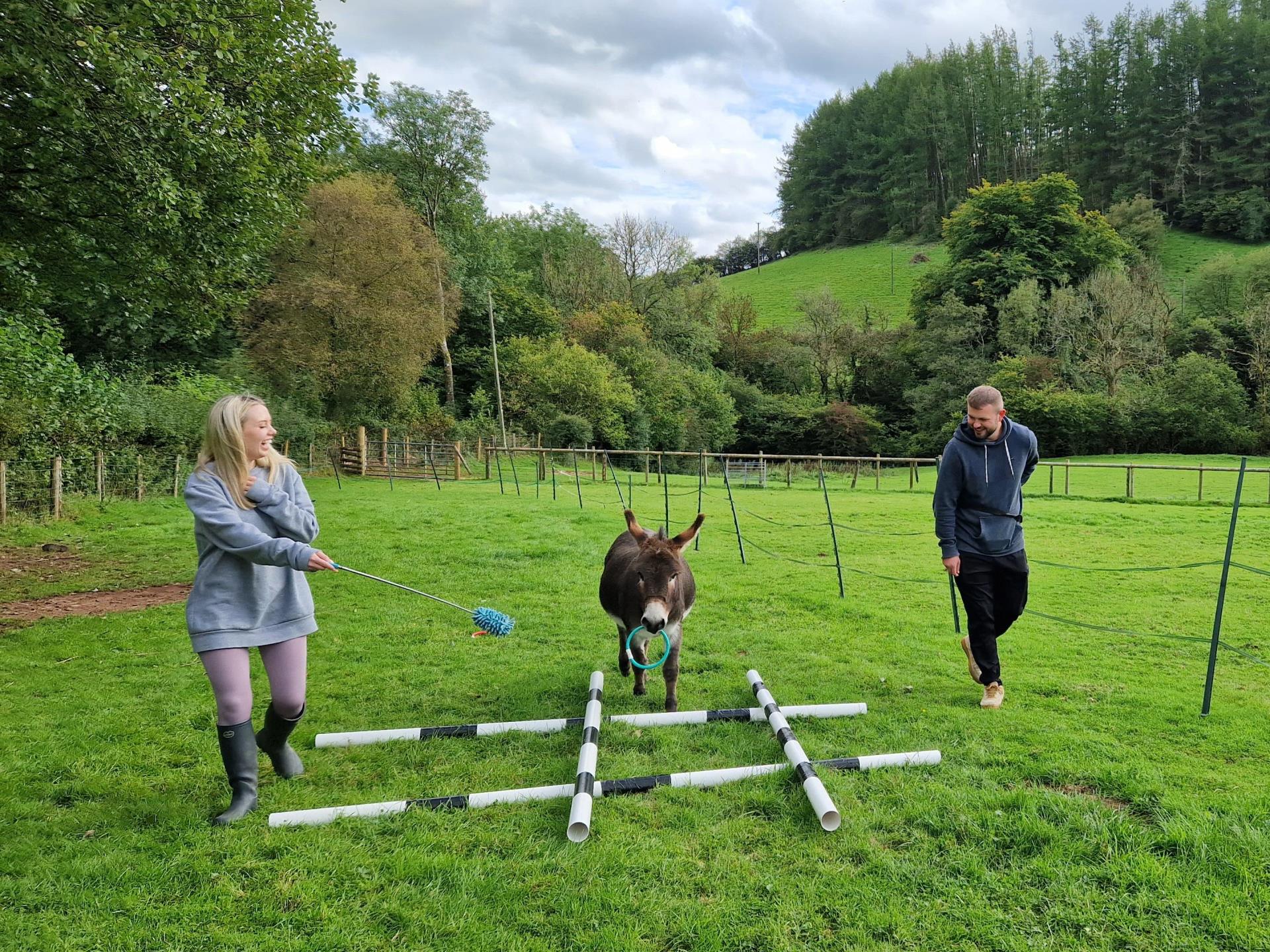 Play agility games with mini donkeys