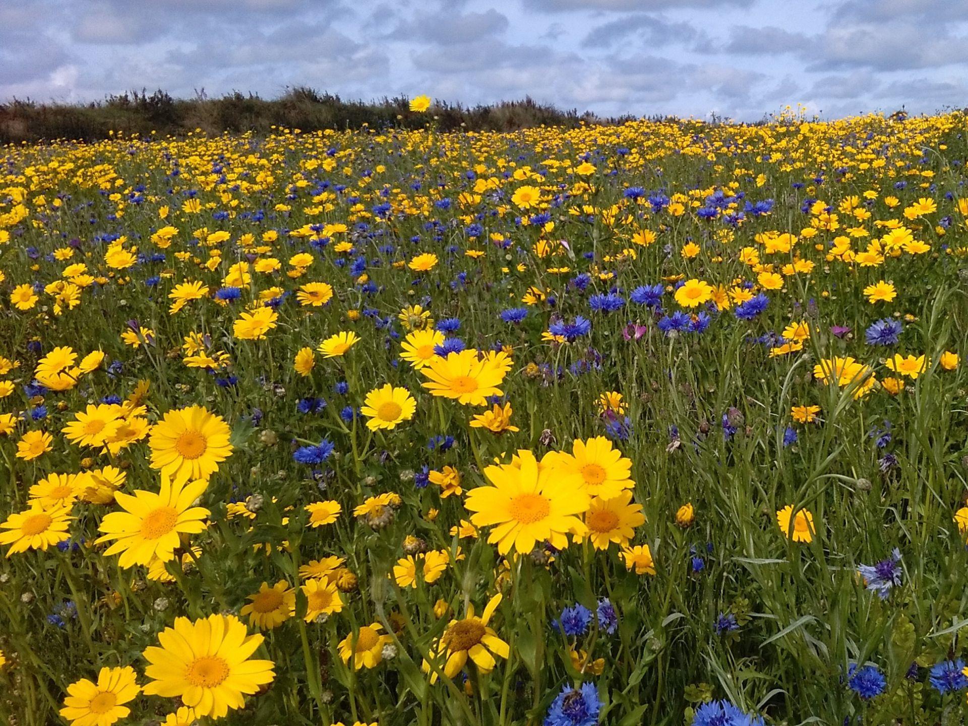 The Bug Farm annual wildflowers