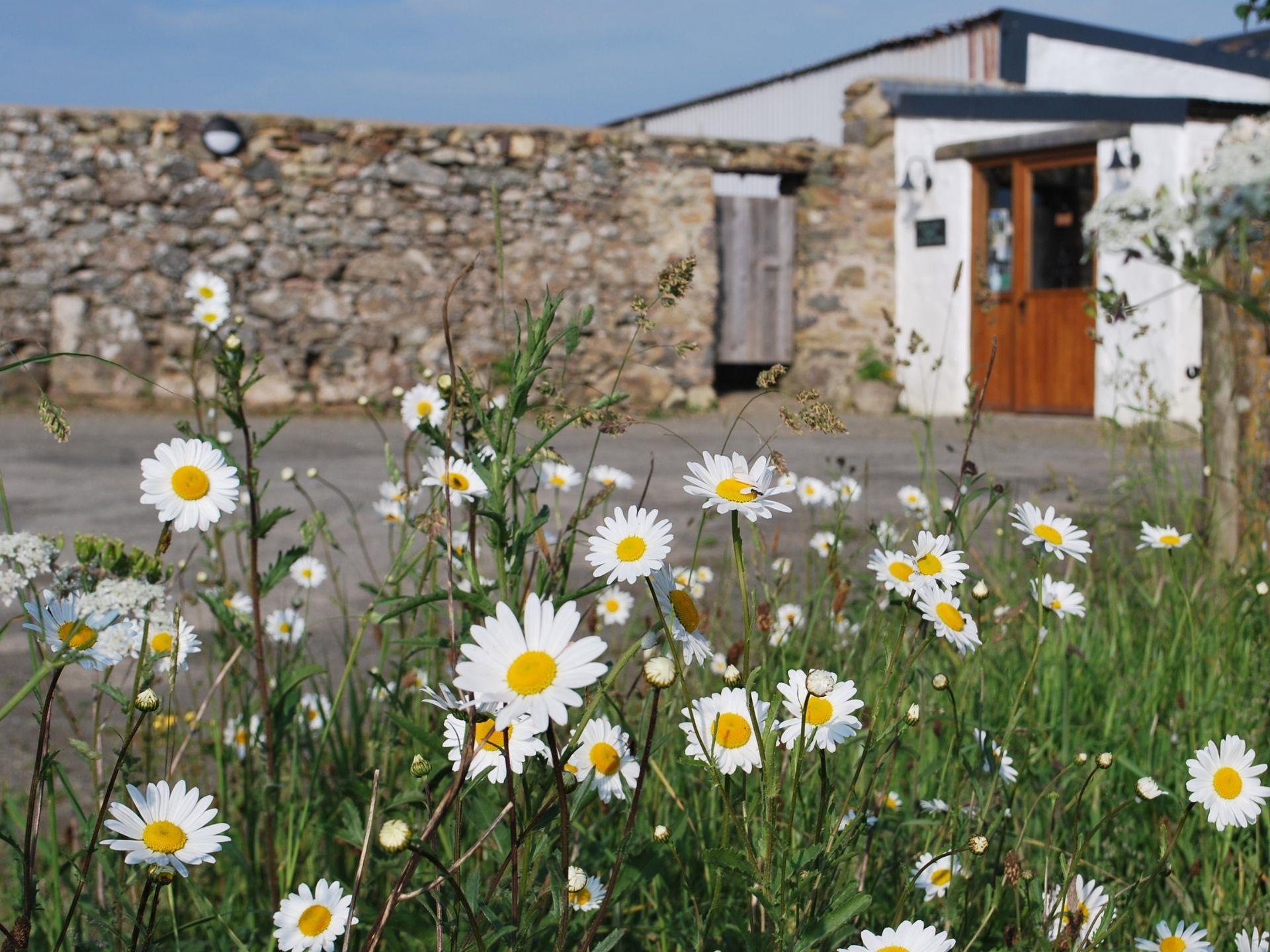 The Bug Farm ox-eye daisies