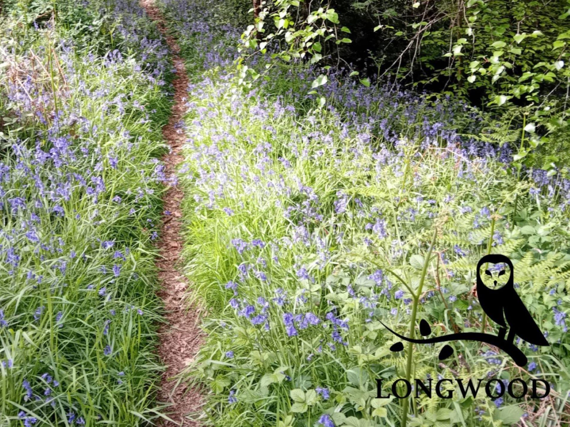 Bluebell path