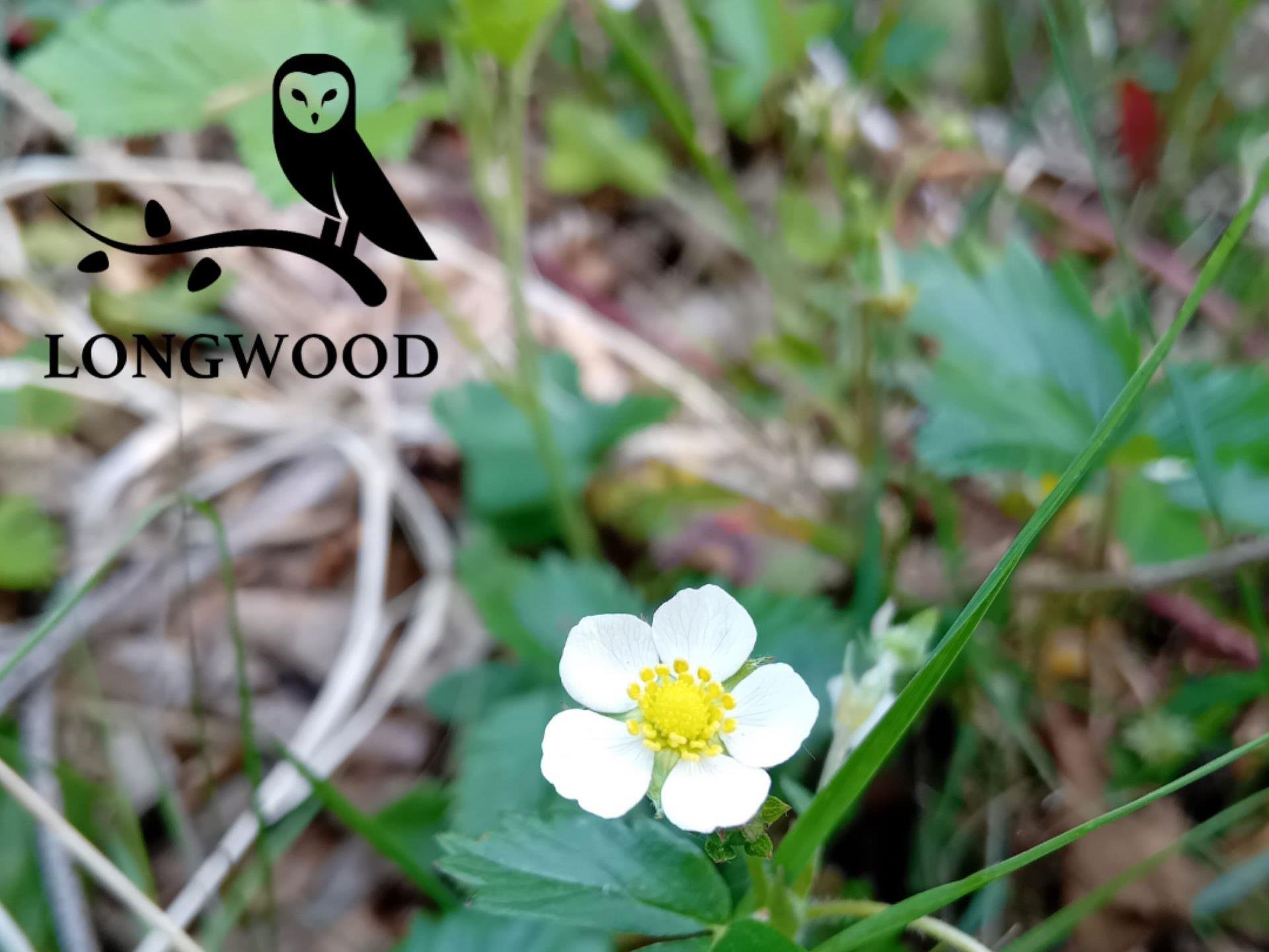 Woodland strawberry