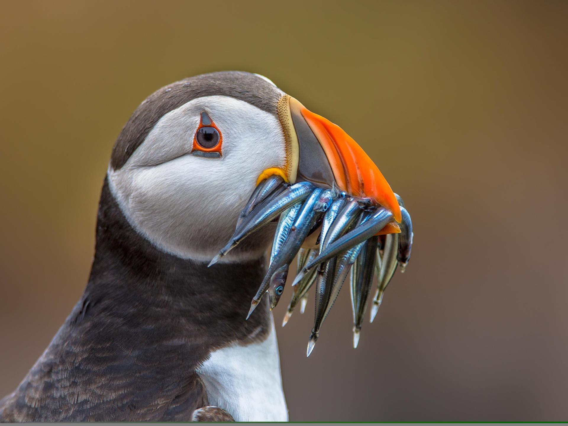 Puffin with eels