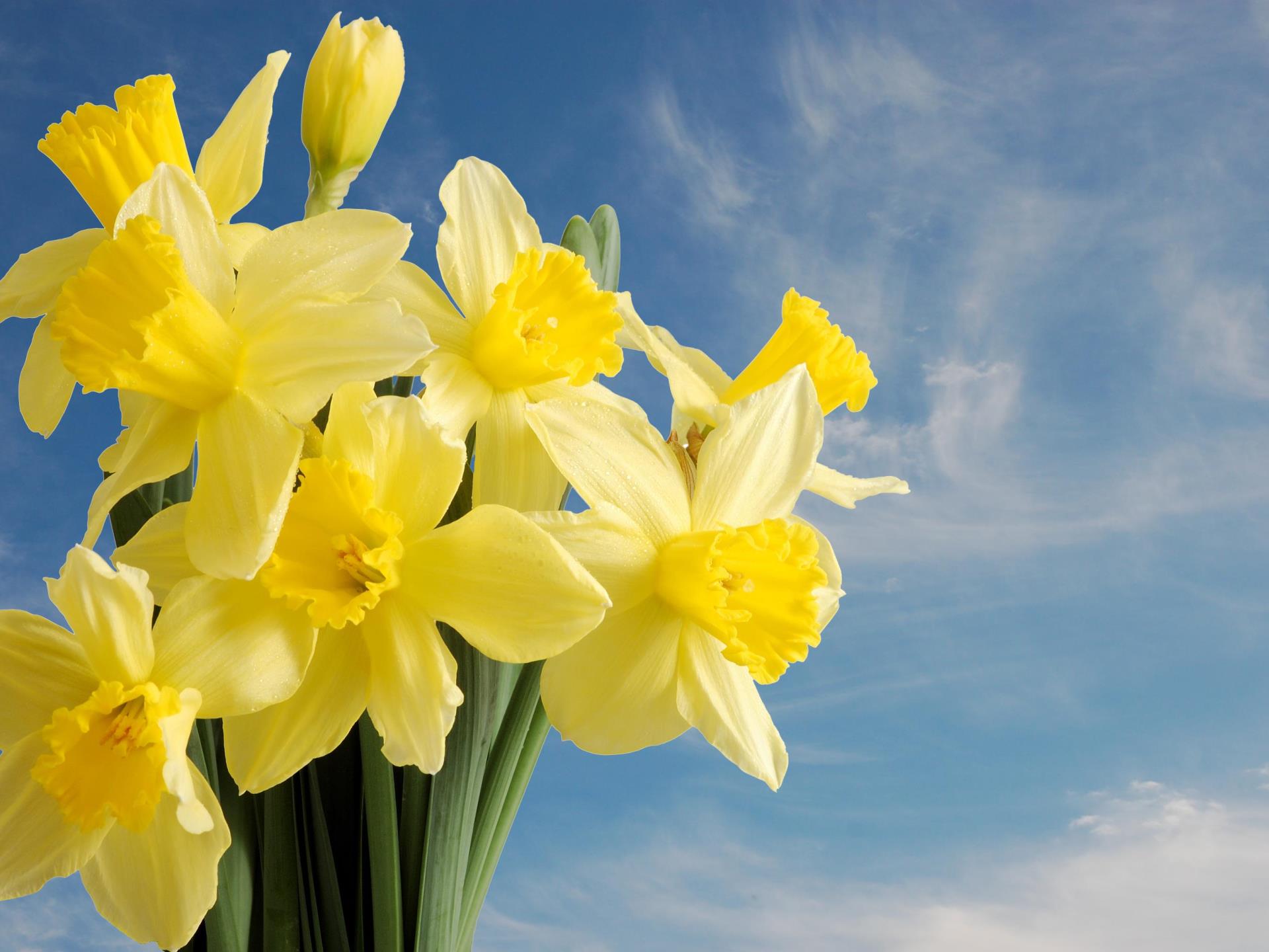 Welsh Daffodils