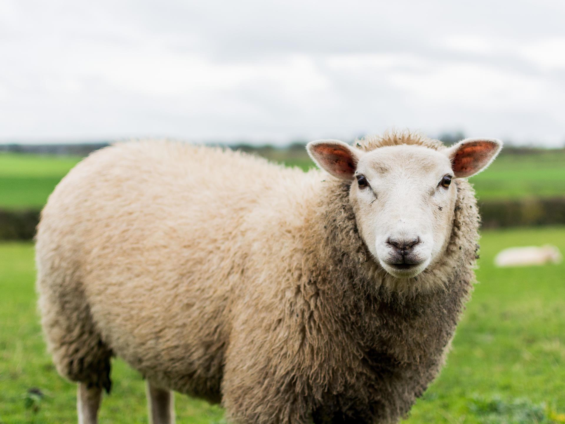 Welsh Sheep