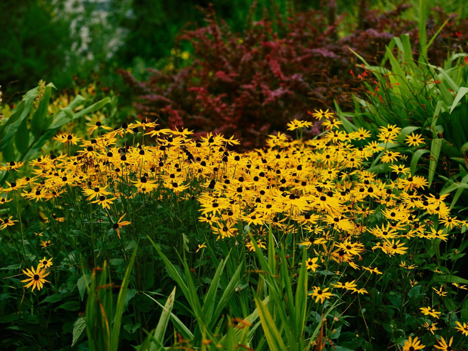 Flower garden