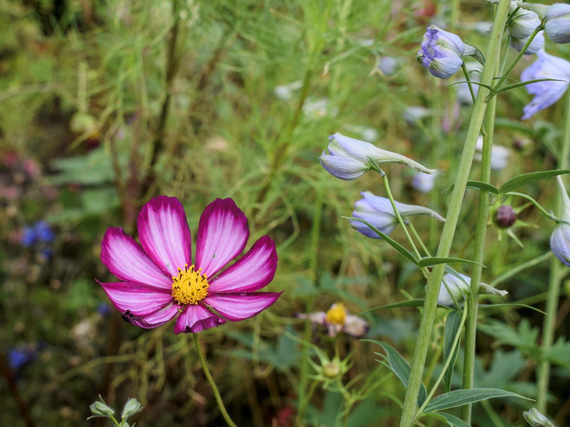 Flower garden