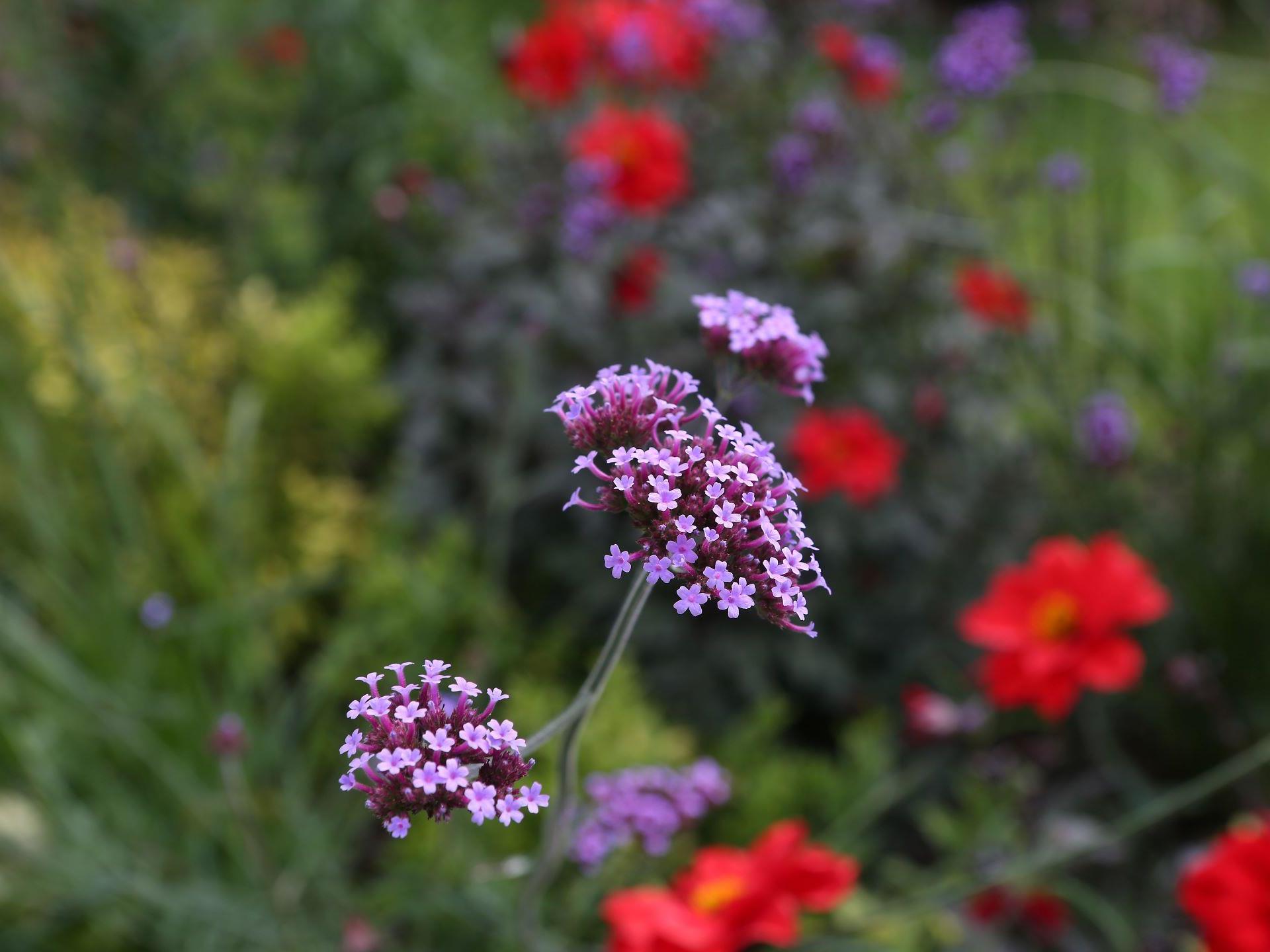 Flower Garden