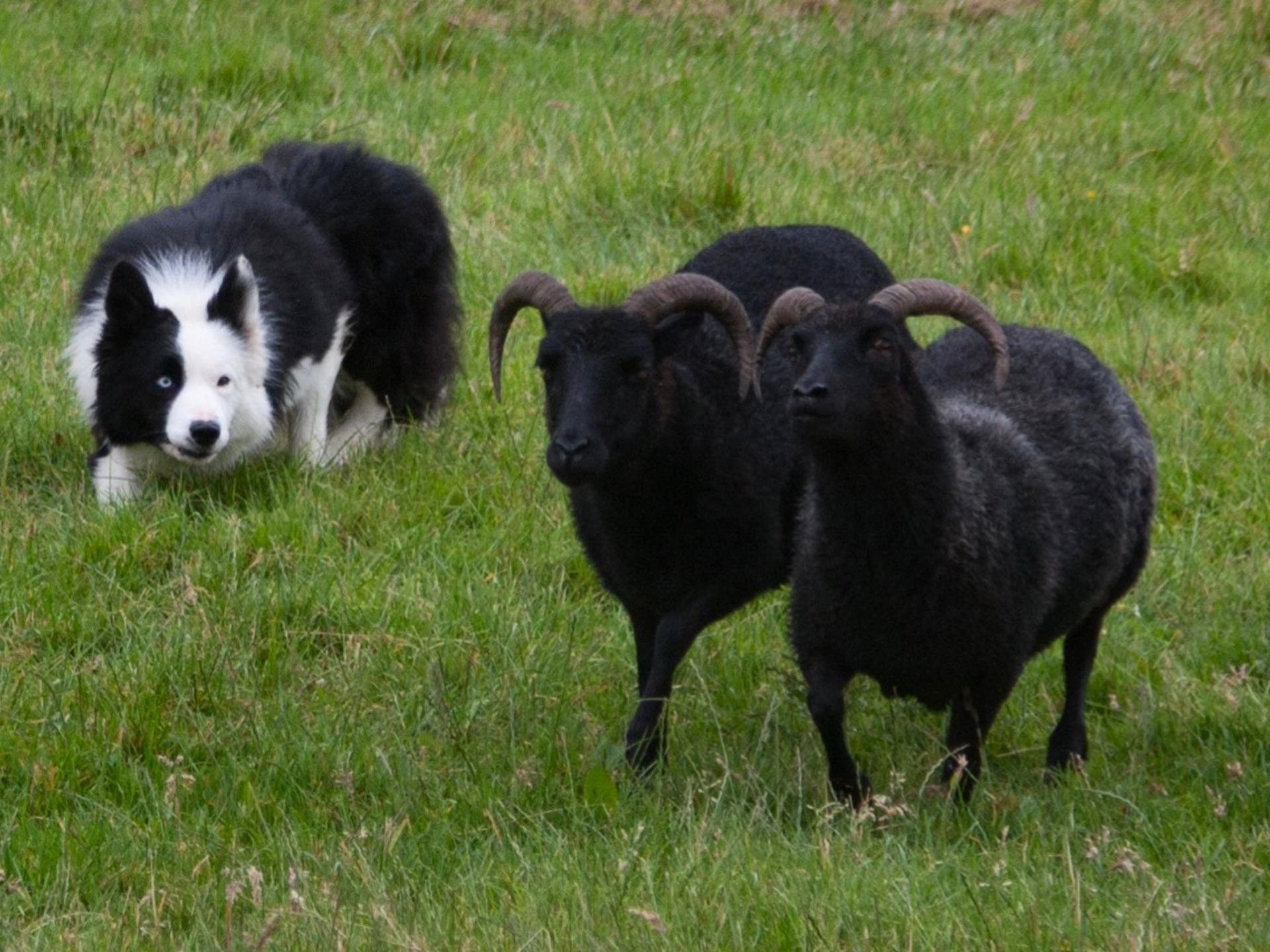 Visit a Working Sheep Farm in Wales