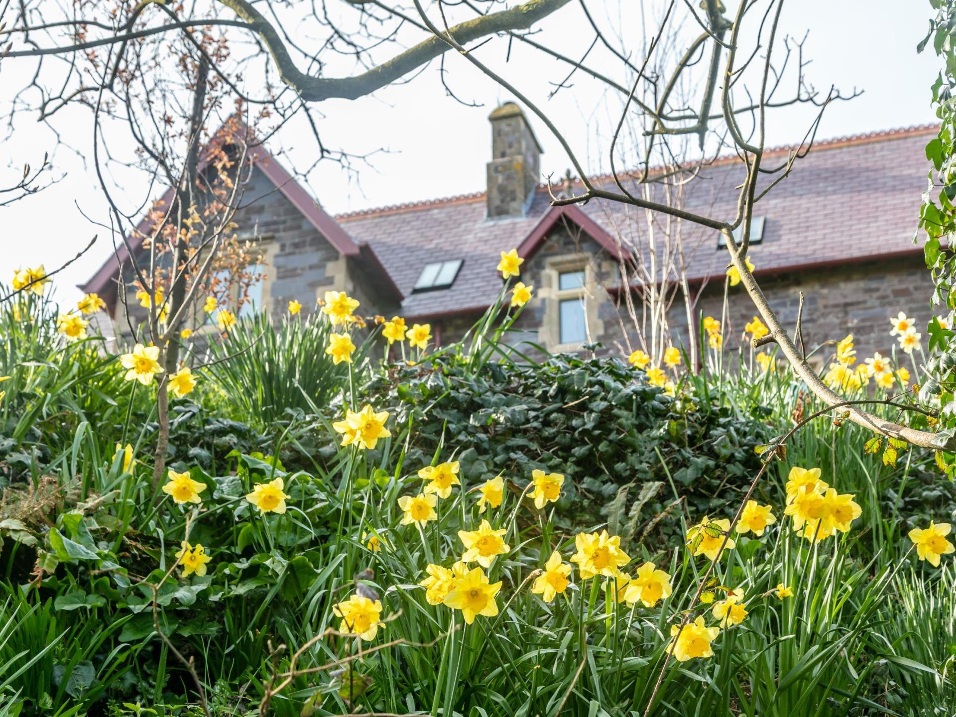 Penrhiw Daffodils