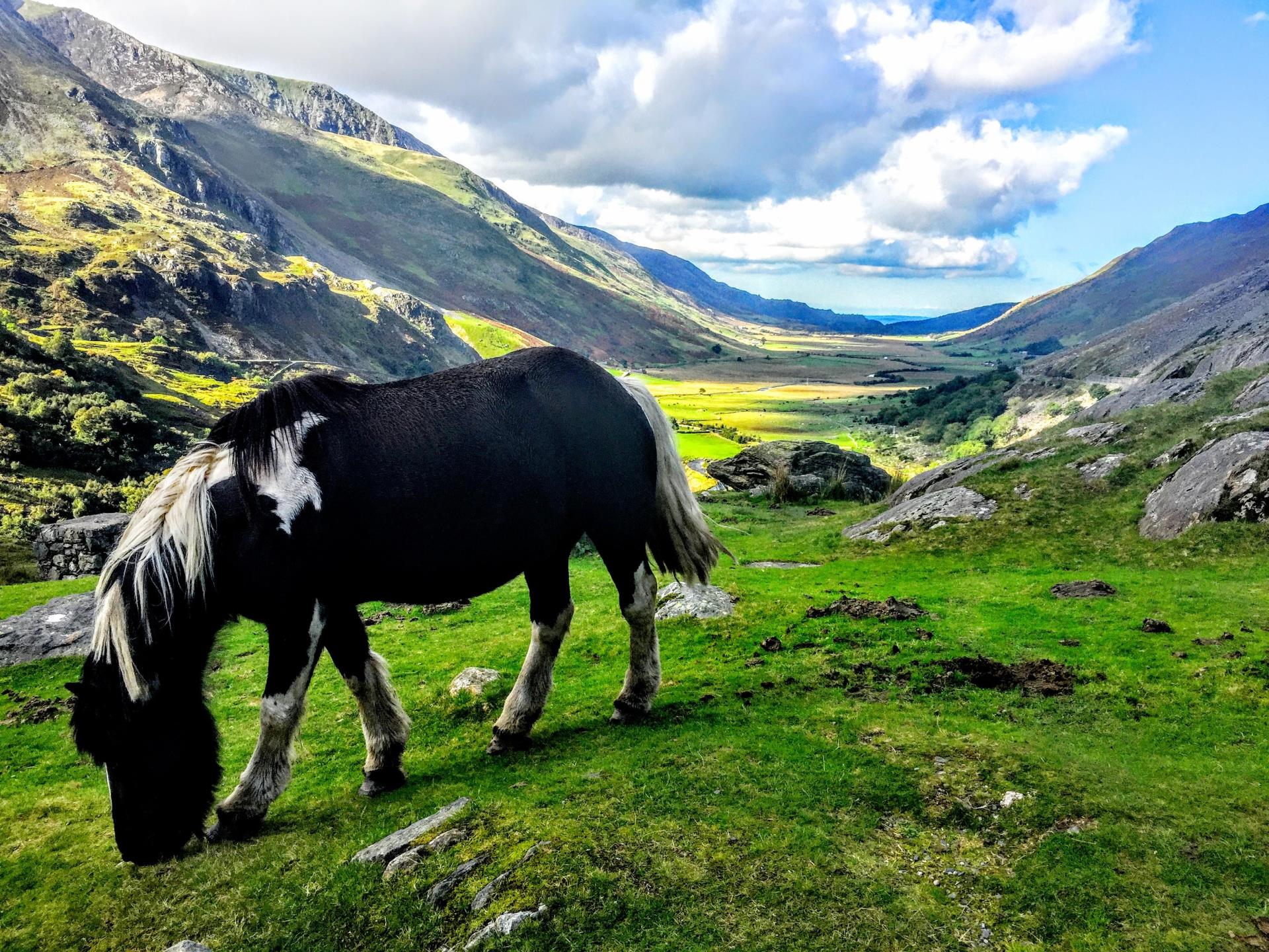 Horses in Valley