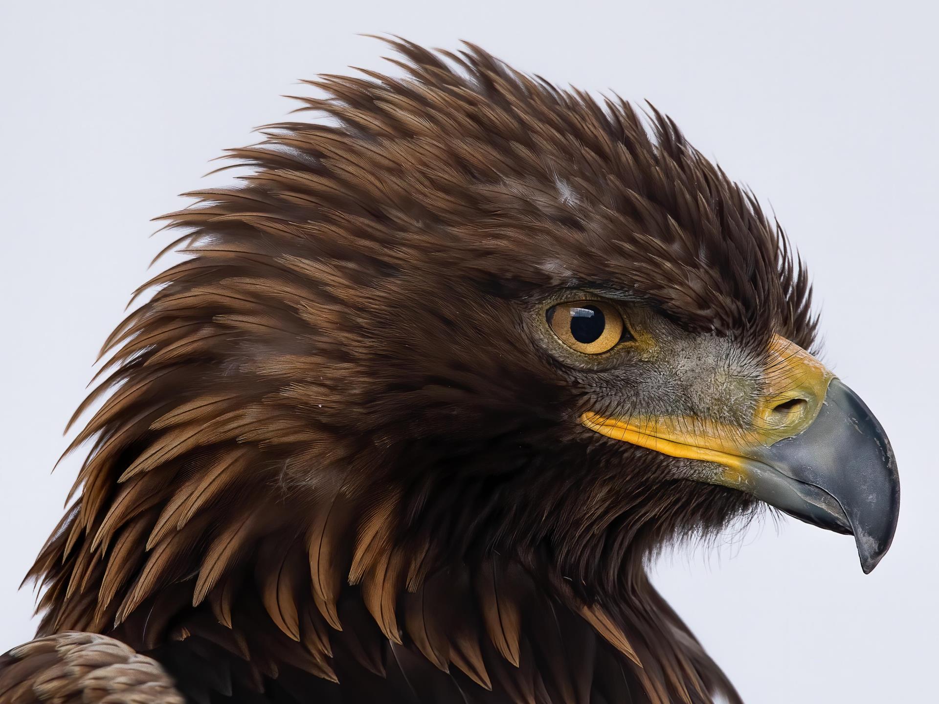 Visit The British Bird Of Prey Centre