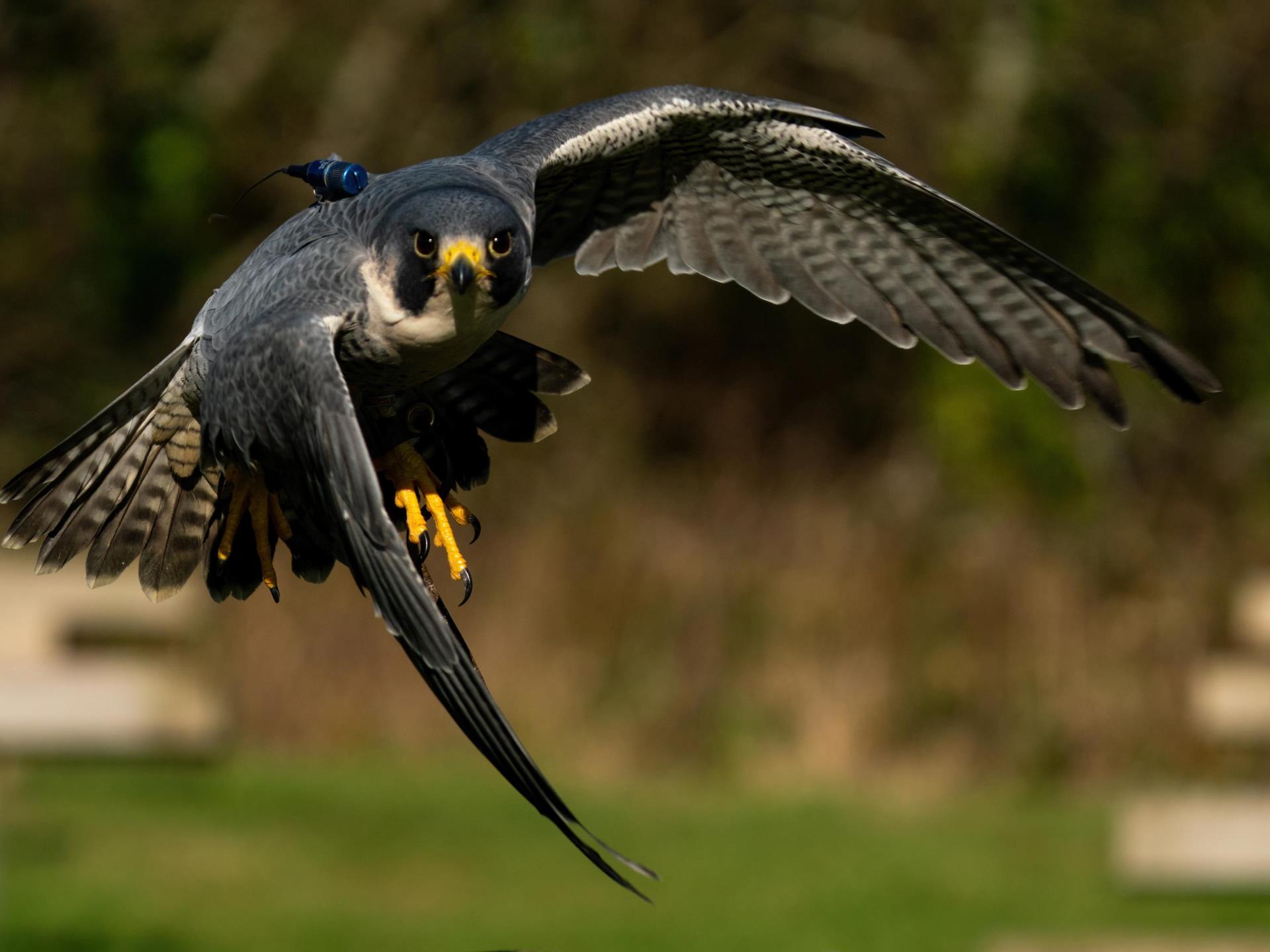 Visit The British Bird Of Prey Centre