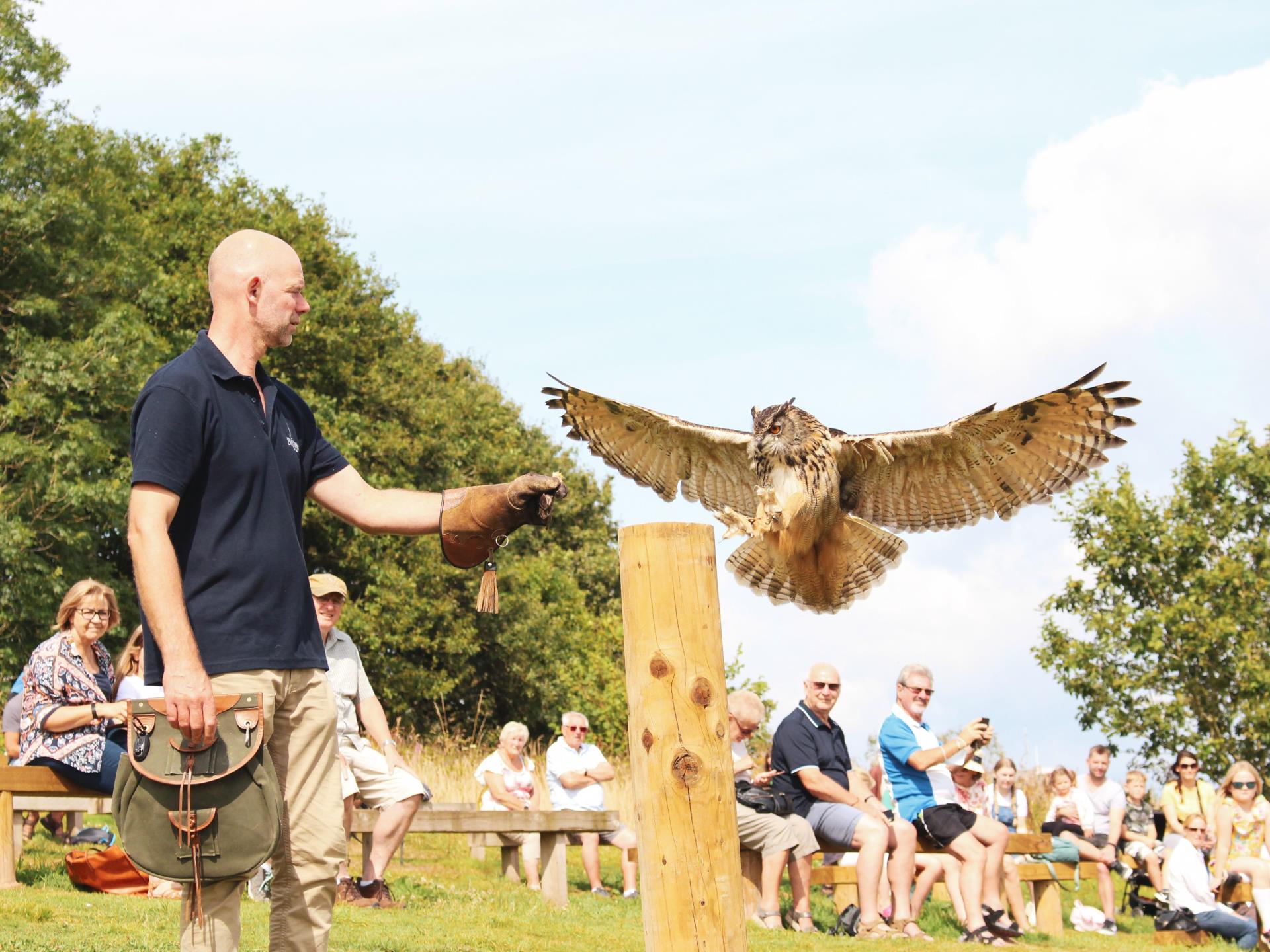 Flying Show at The British Bird of Prey Centre