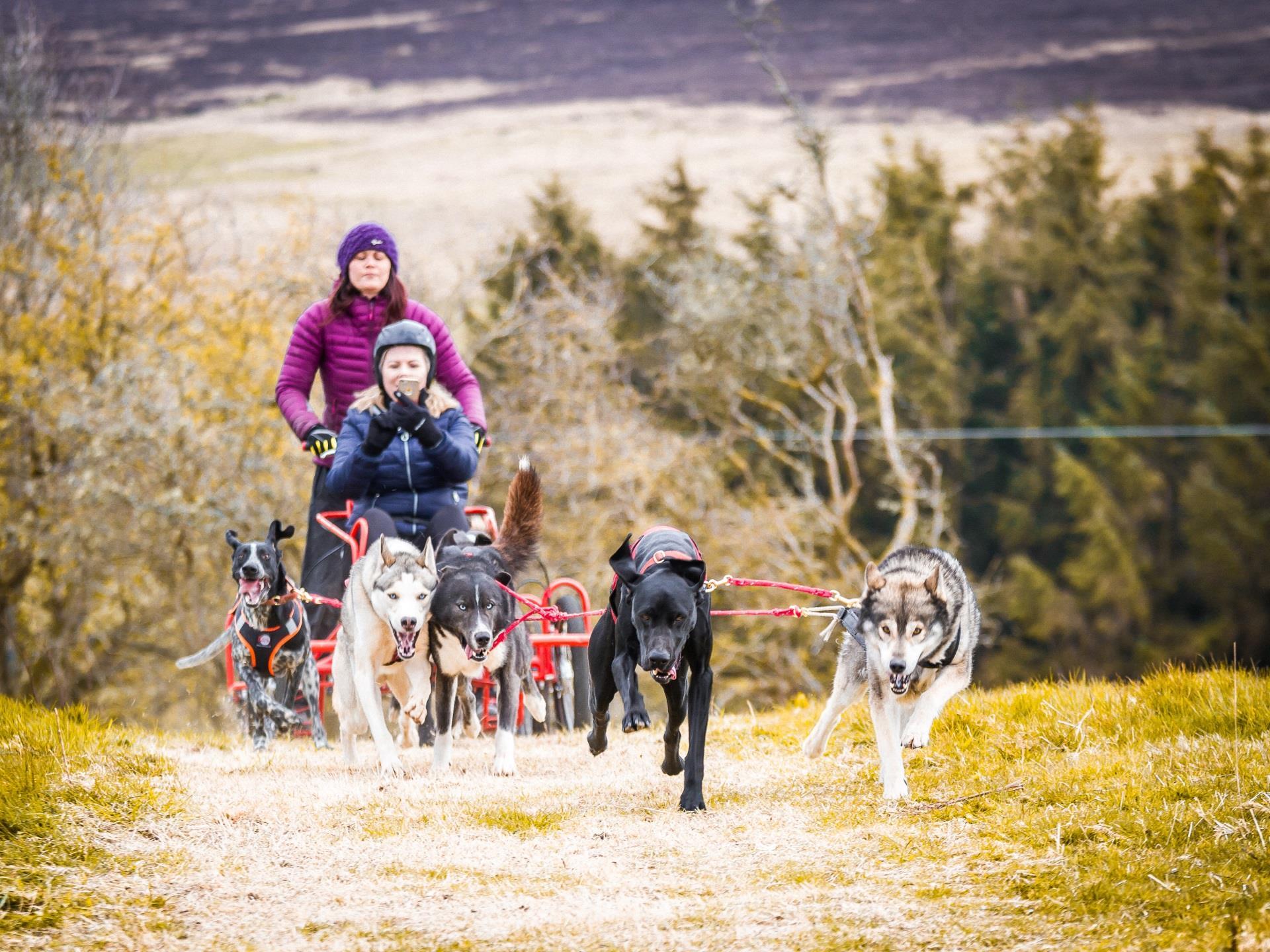 6 Dog Team Ride Adventure