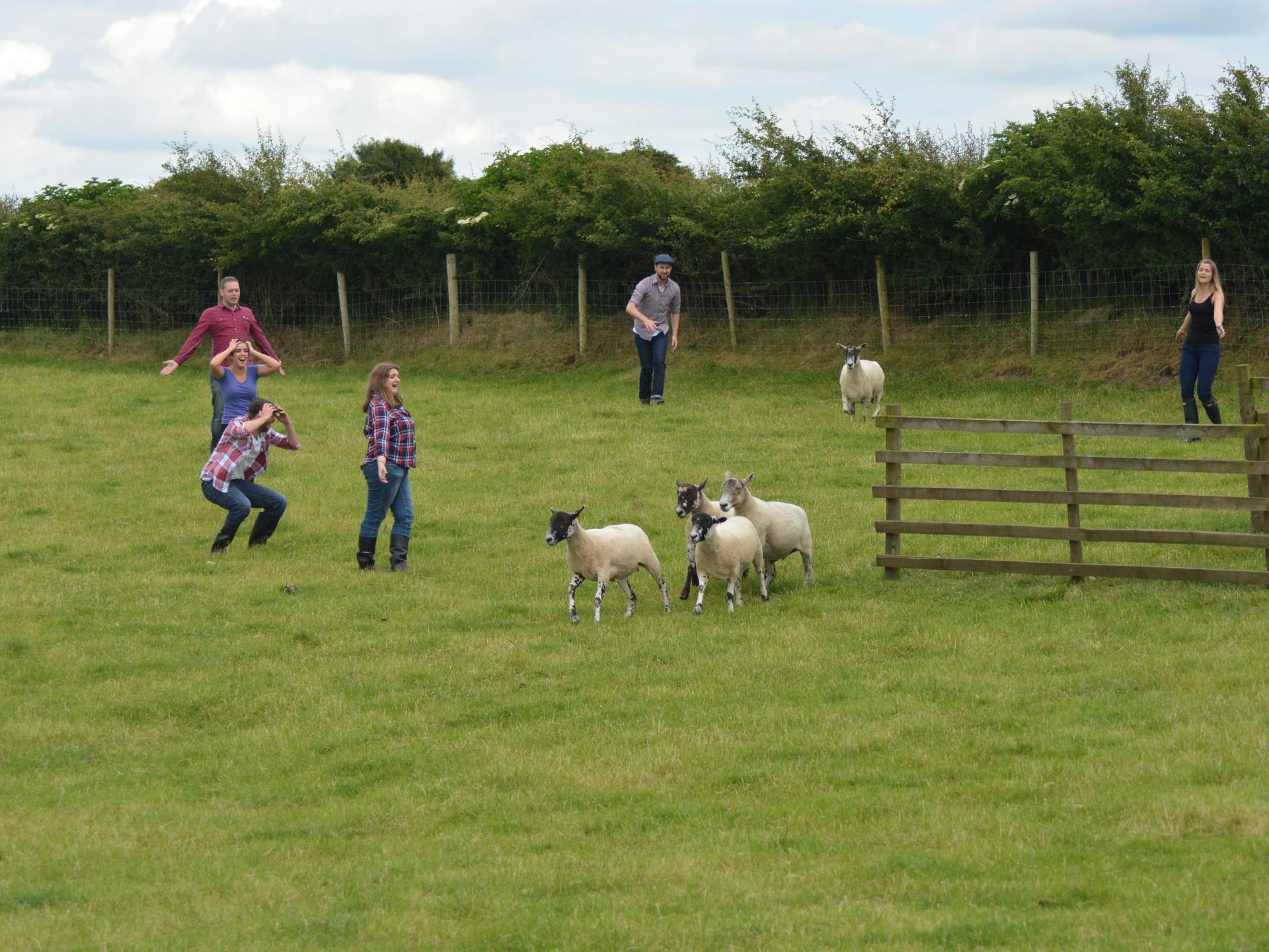 An attempt at Sheep Gathering