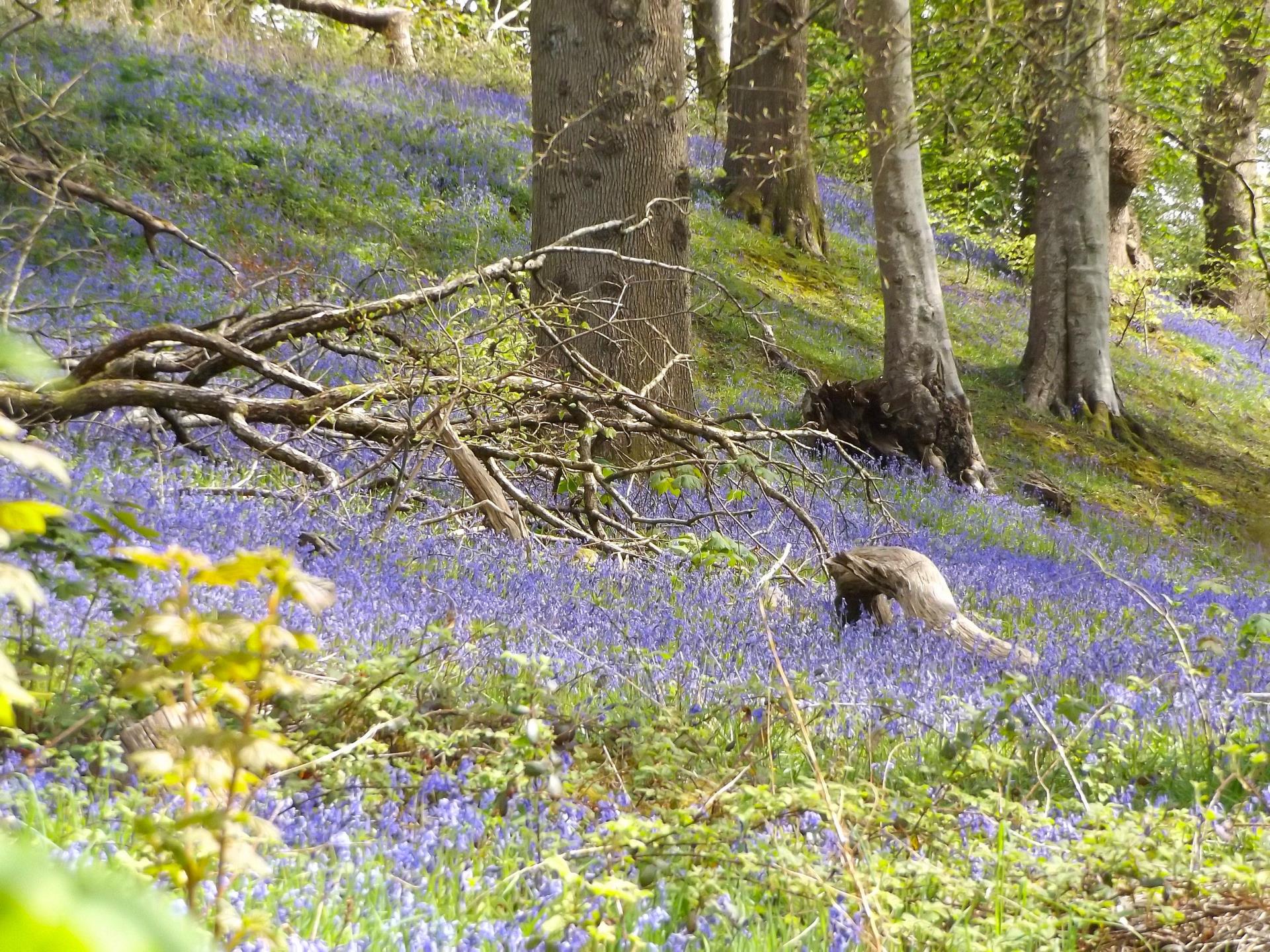 Bluebell Wood at Dynefwr House, Llandeilo