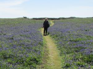 springtime on Skomer Island