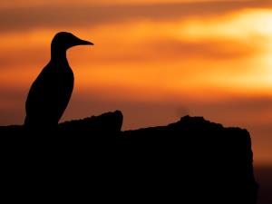 RSPB Ramsey Island Nature Reserve | VisitWales