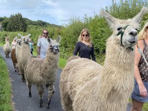 Walking with llamas
