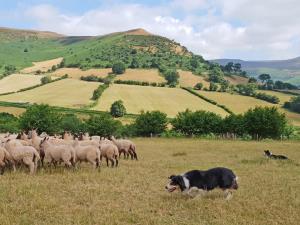 Sheep Herding experience and demonstrations Wales