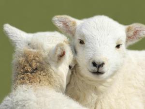 Springtime lambs
