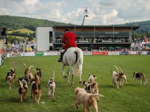 Royal Welsh Show - Horse and Hounds
