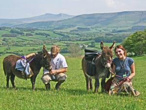 Dinky Donkey Walks in the Brecon Beacons