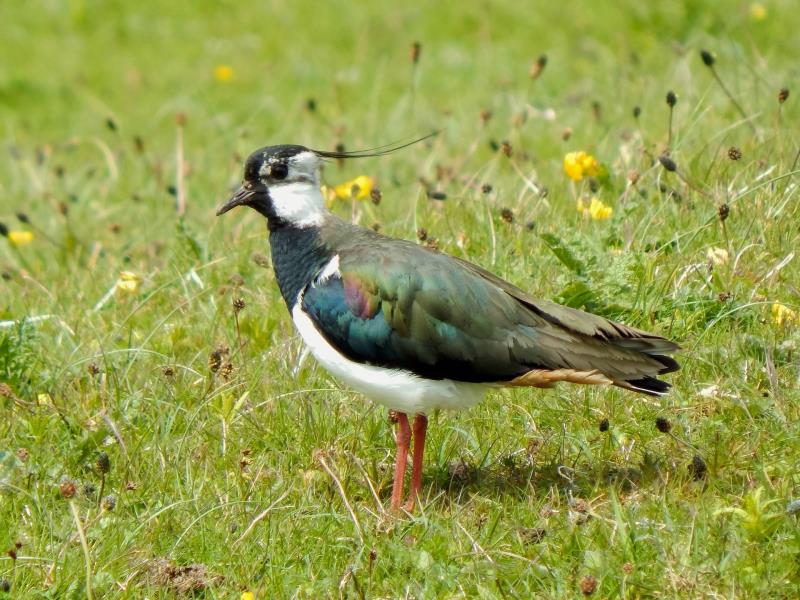 RSPB Conwy Nature Reserve | VisitWales