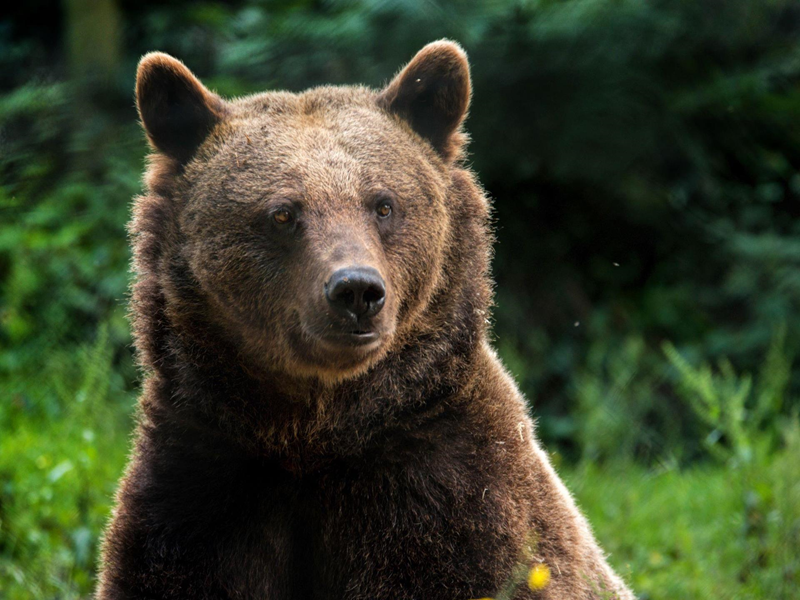 Welsh Mountain Zoo - National Zoo of Wales | VisitWales