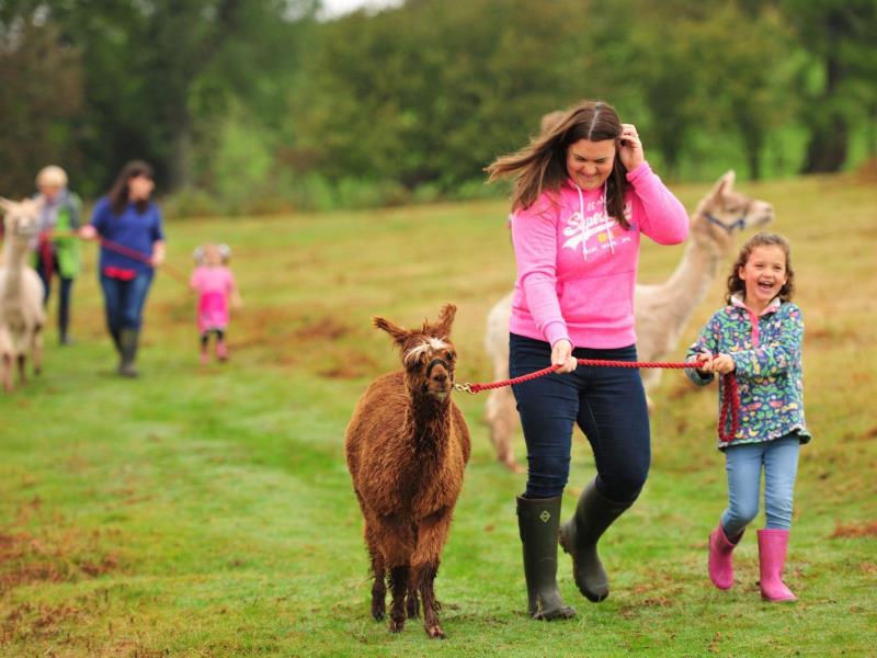 Alpaca my Boots VisitWales