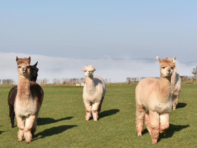 Alpaca my Boots VisitWales