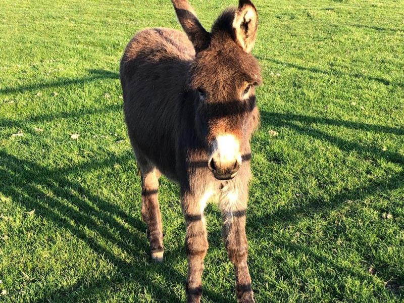 Cardigan Island Coastal Farm Park VisitWales
