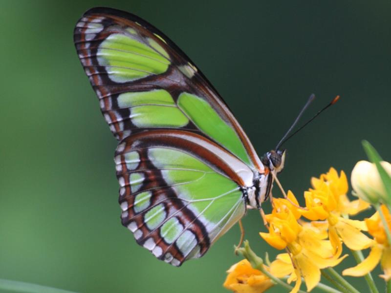 Magic of Life Butterfly House VisitWales