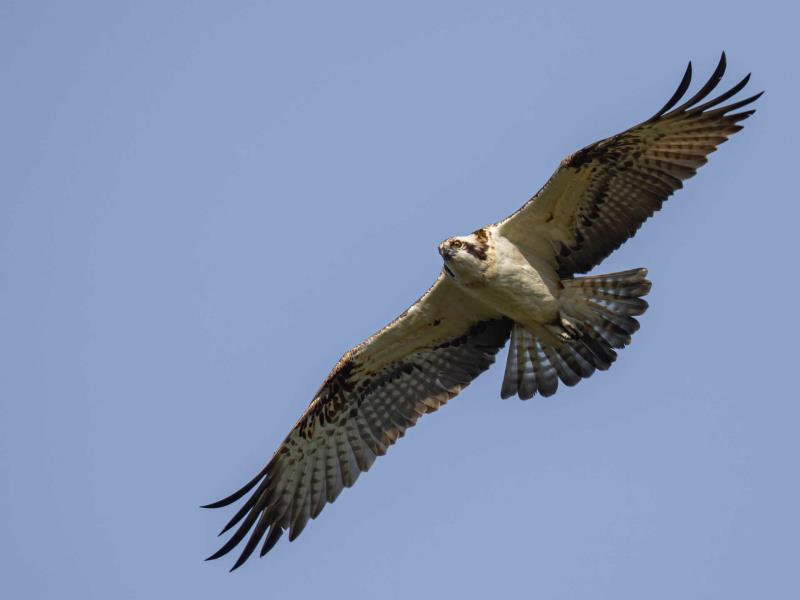 Dyfi Wildlife Centre 