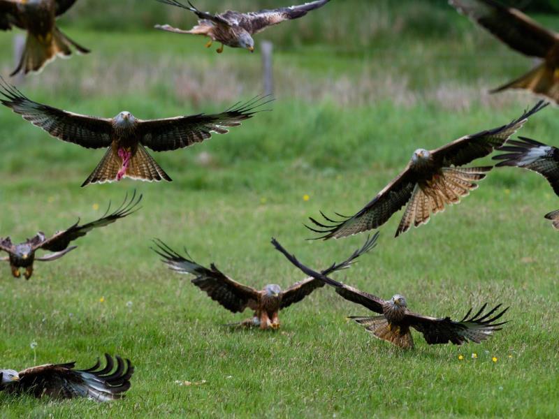 Gigrin Red Kite Feeding Centre TravelTrade