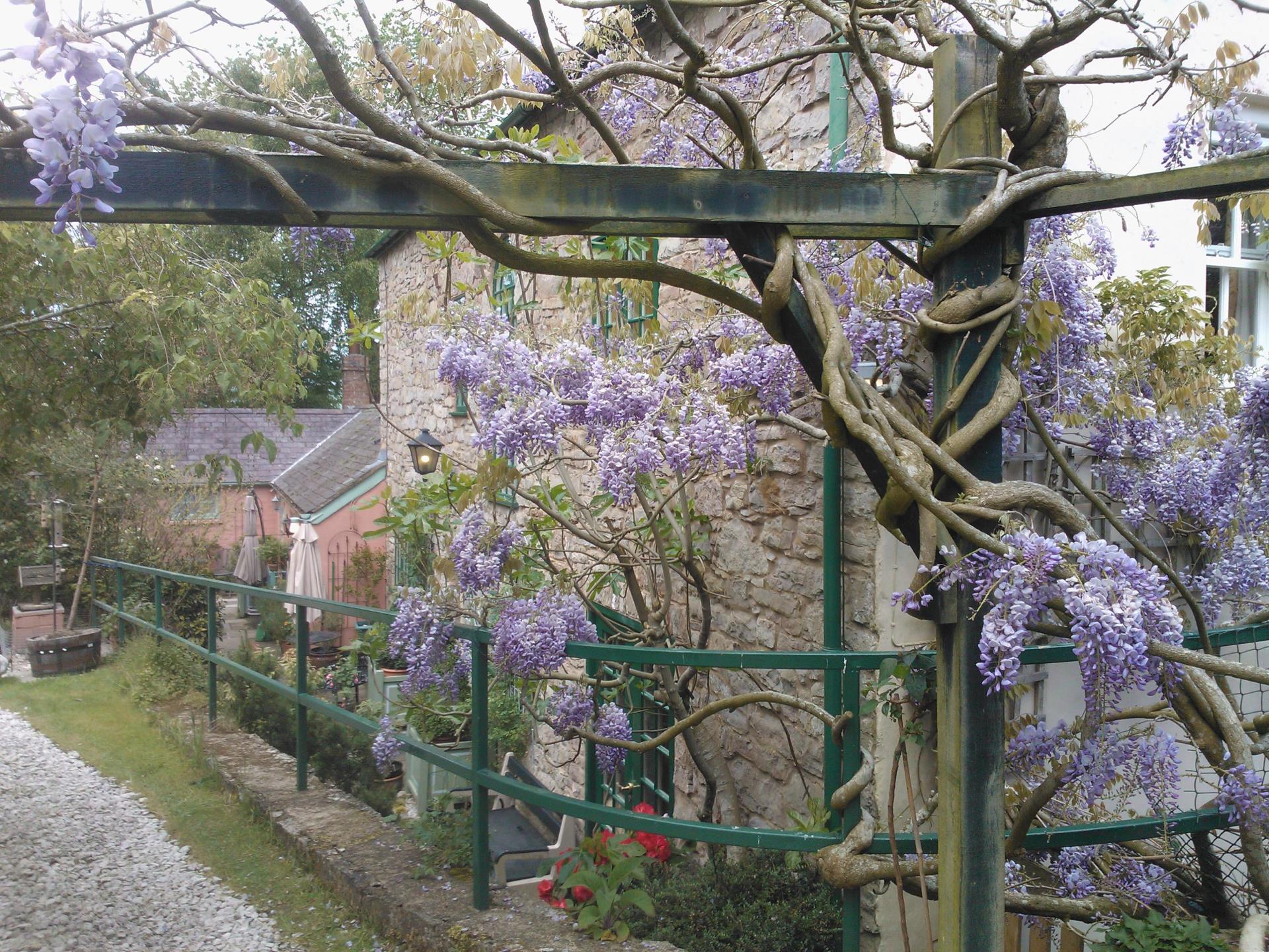 Wisteria at the back of the house