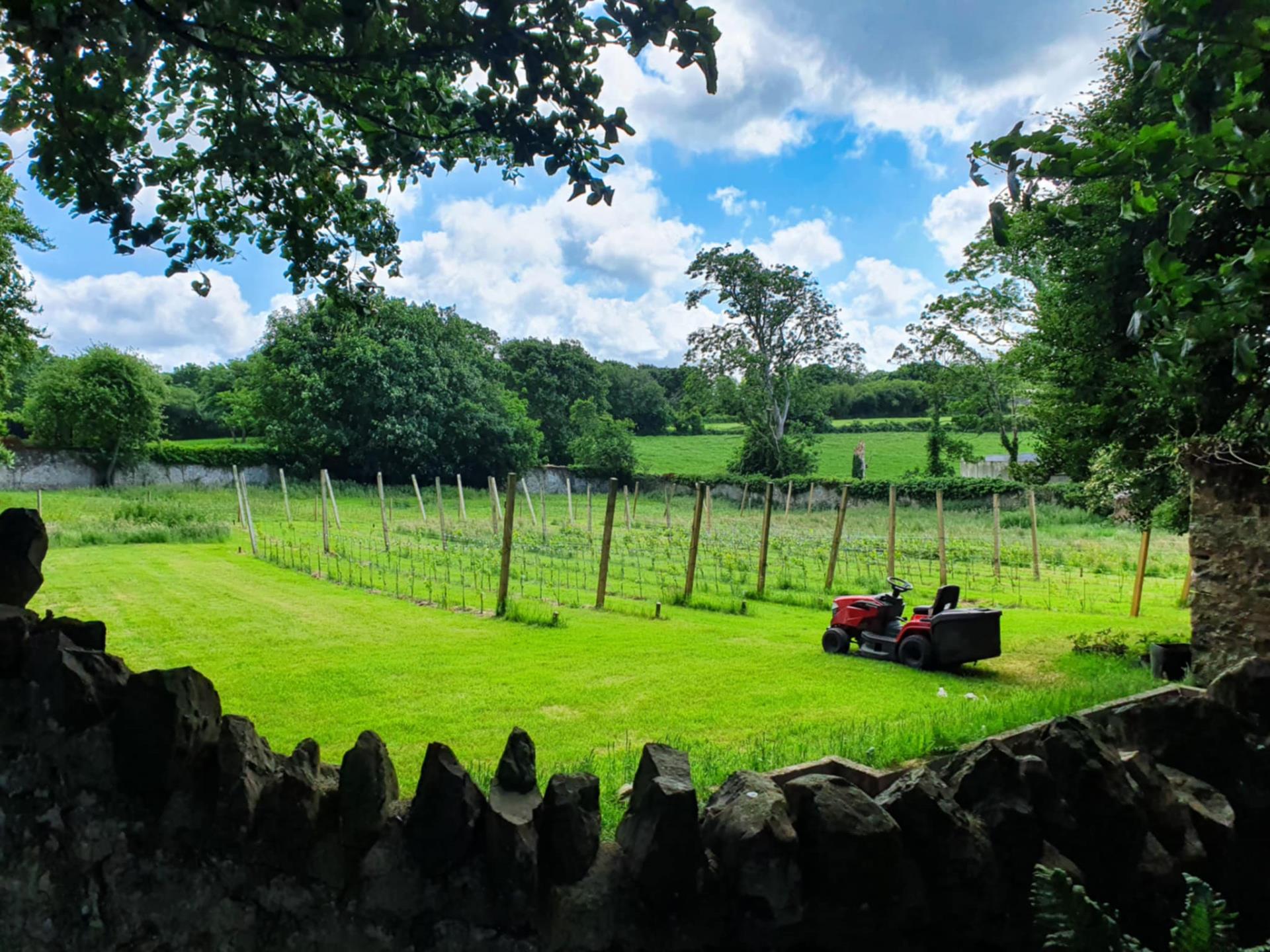 The Vineyard at Plas Dinas 