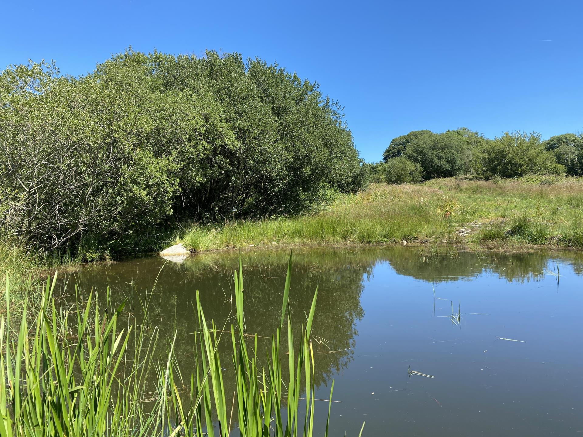 Nature Pond