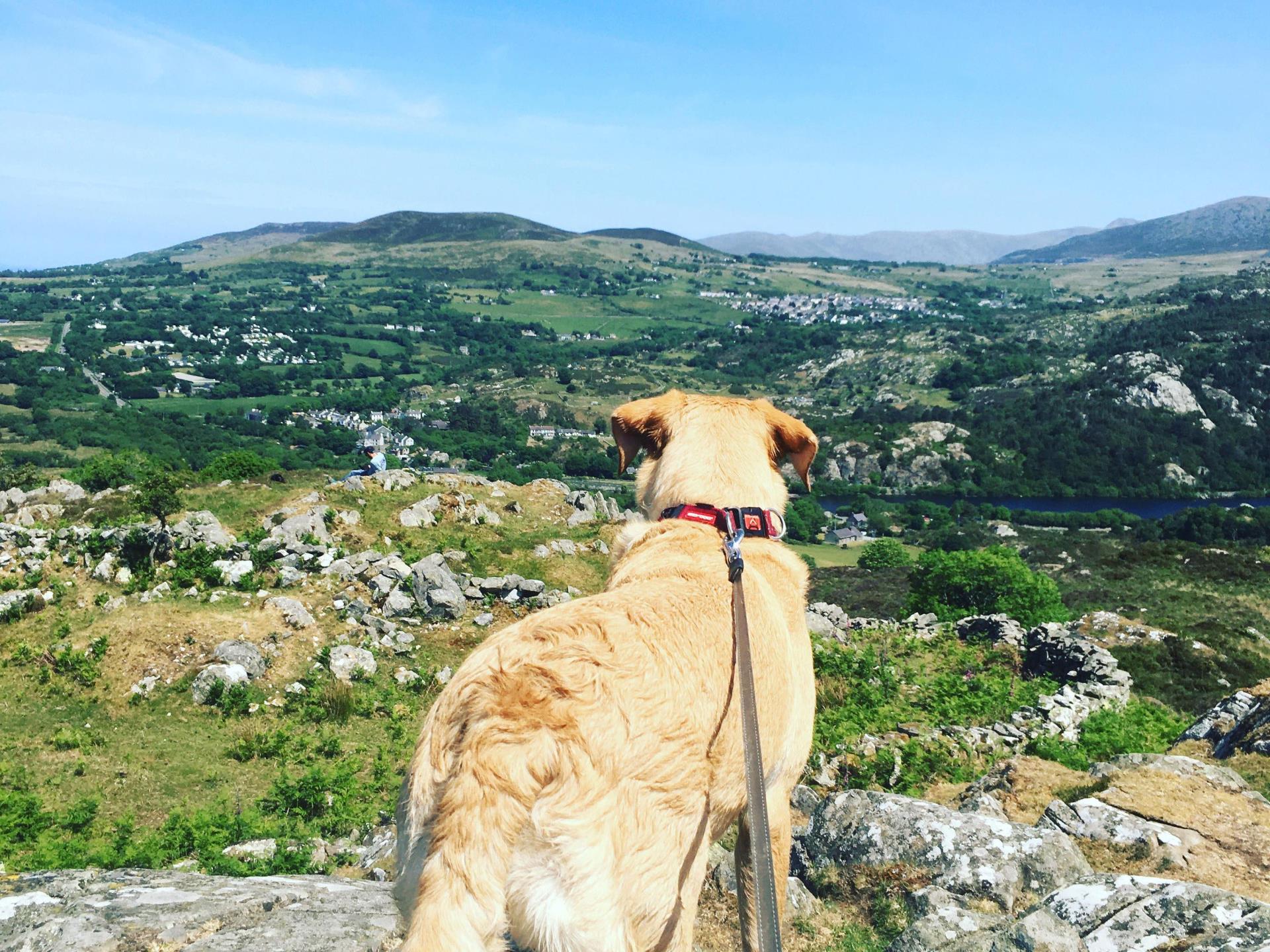 Dog-friendly holidays in North Wales