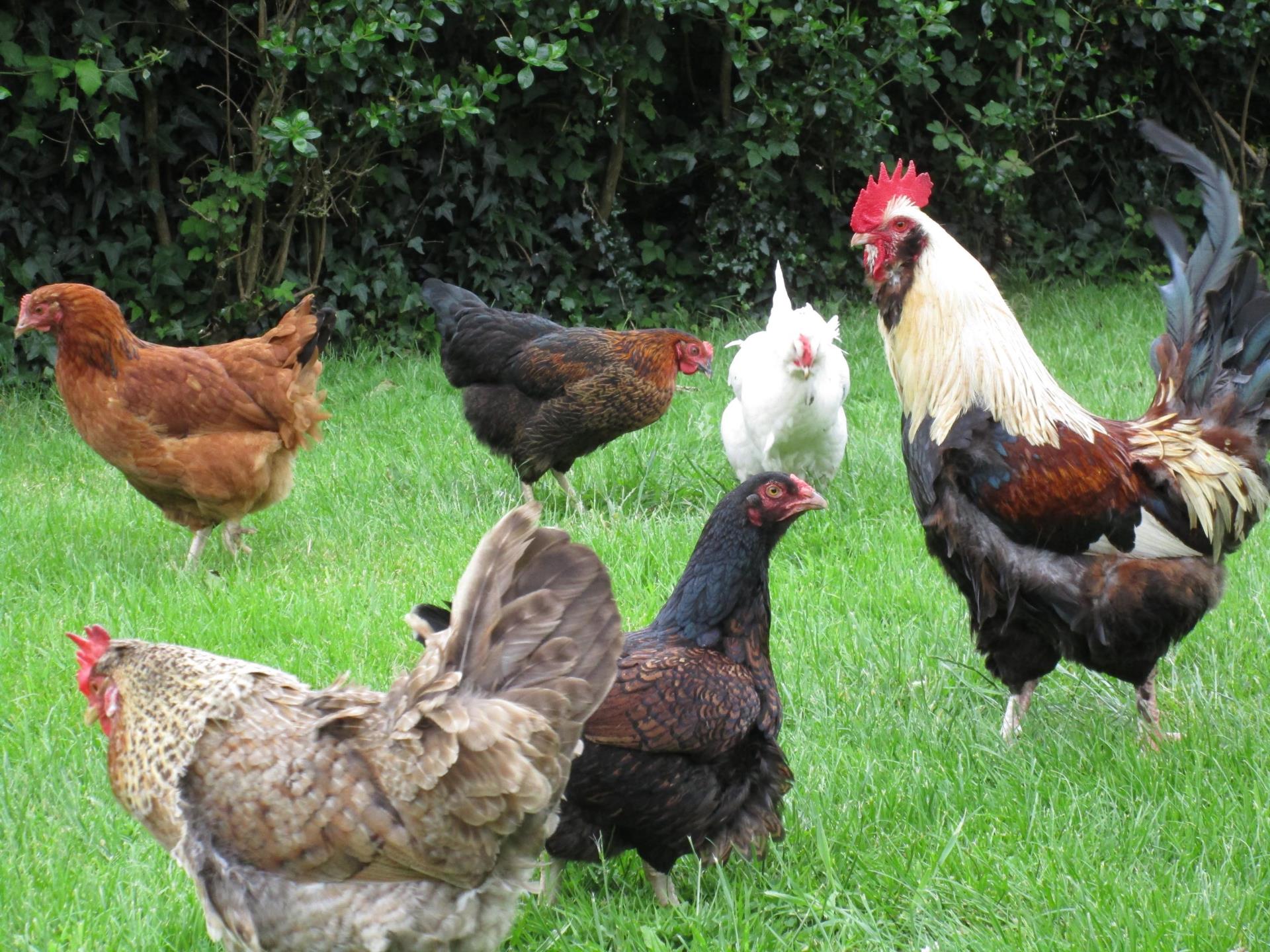 Our free range flock of chickens