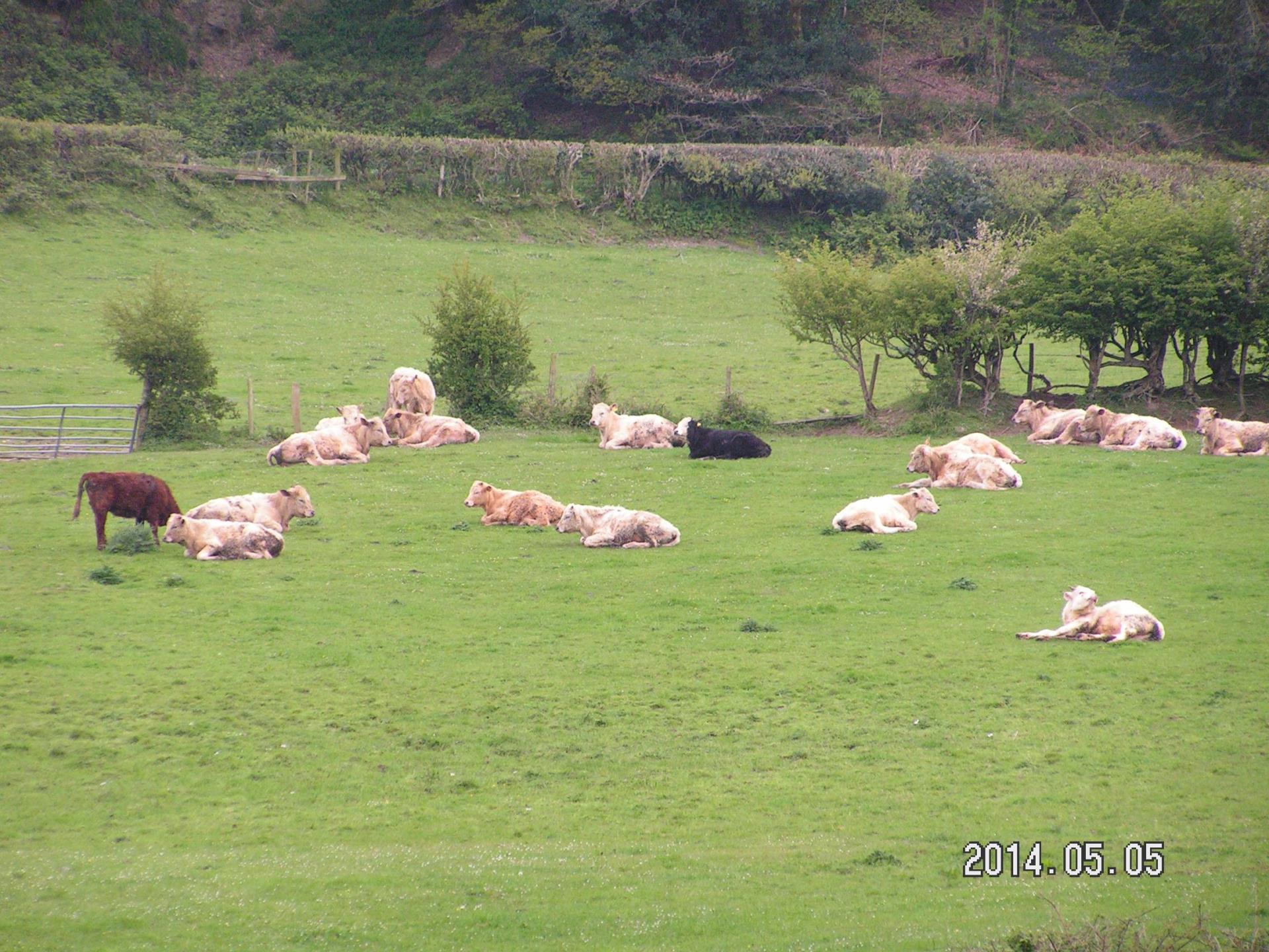 Cattle in the Field