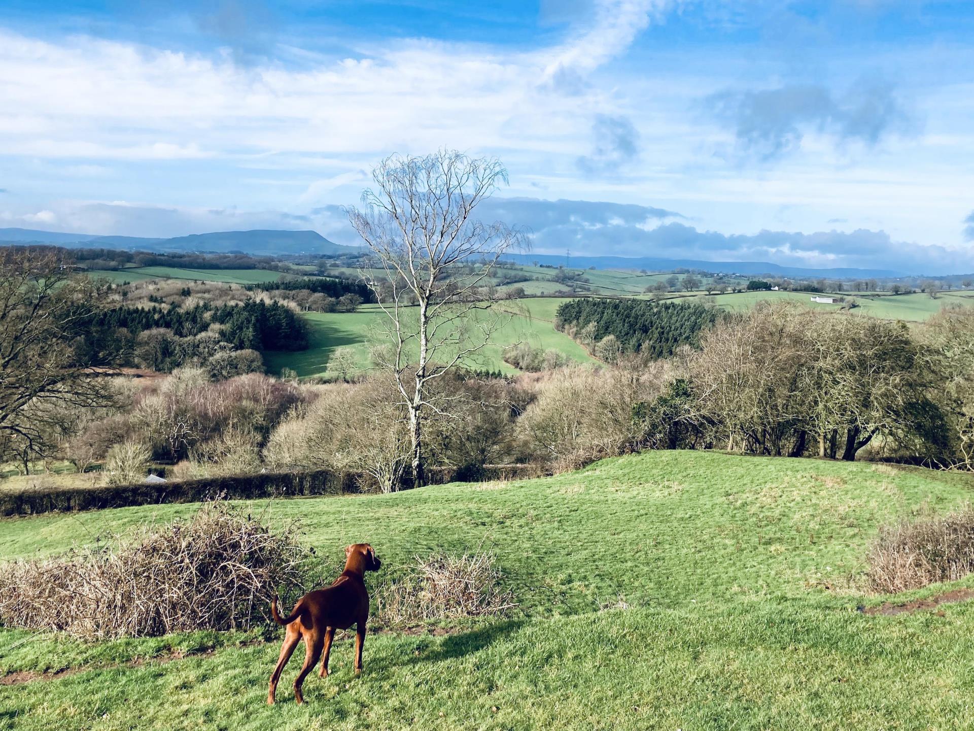 Views from the farm