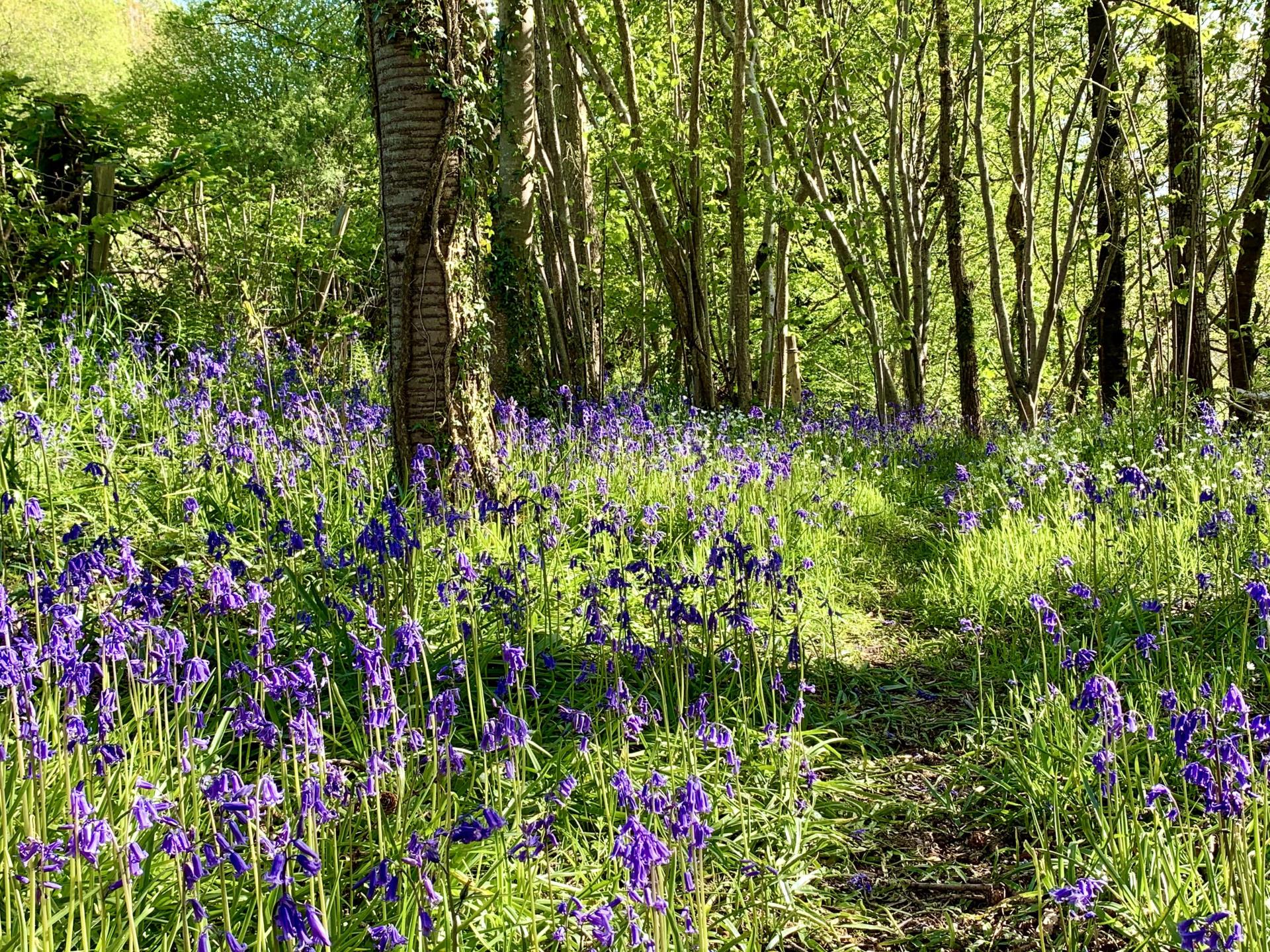 bluebell wood in private 1 acre woodland