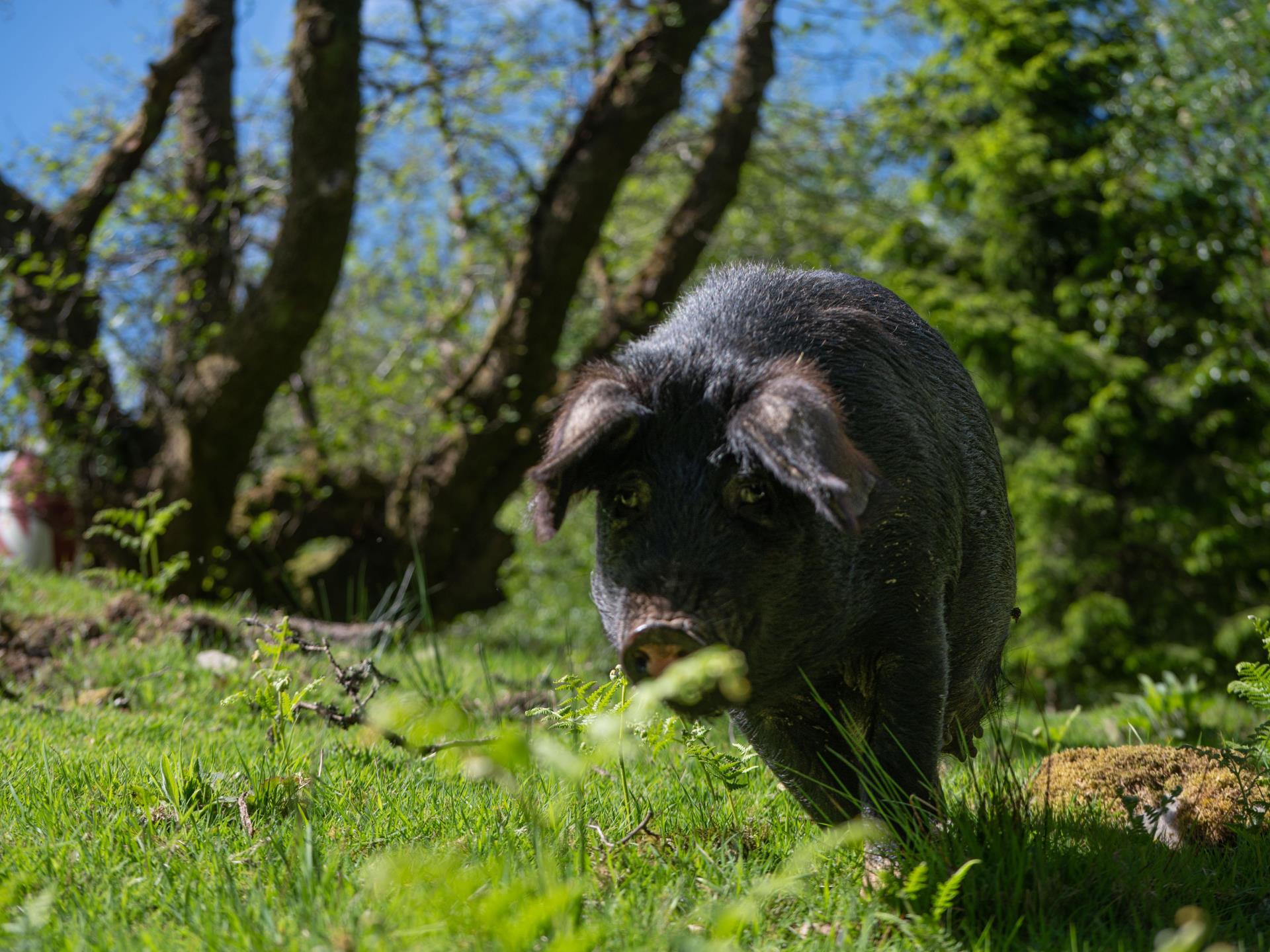 Roaming pigs are part of our rewilding project
