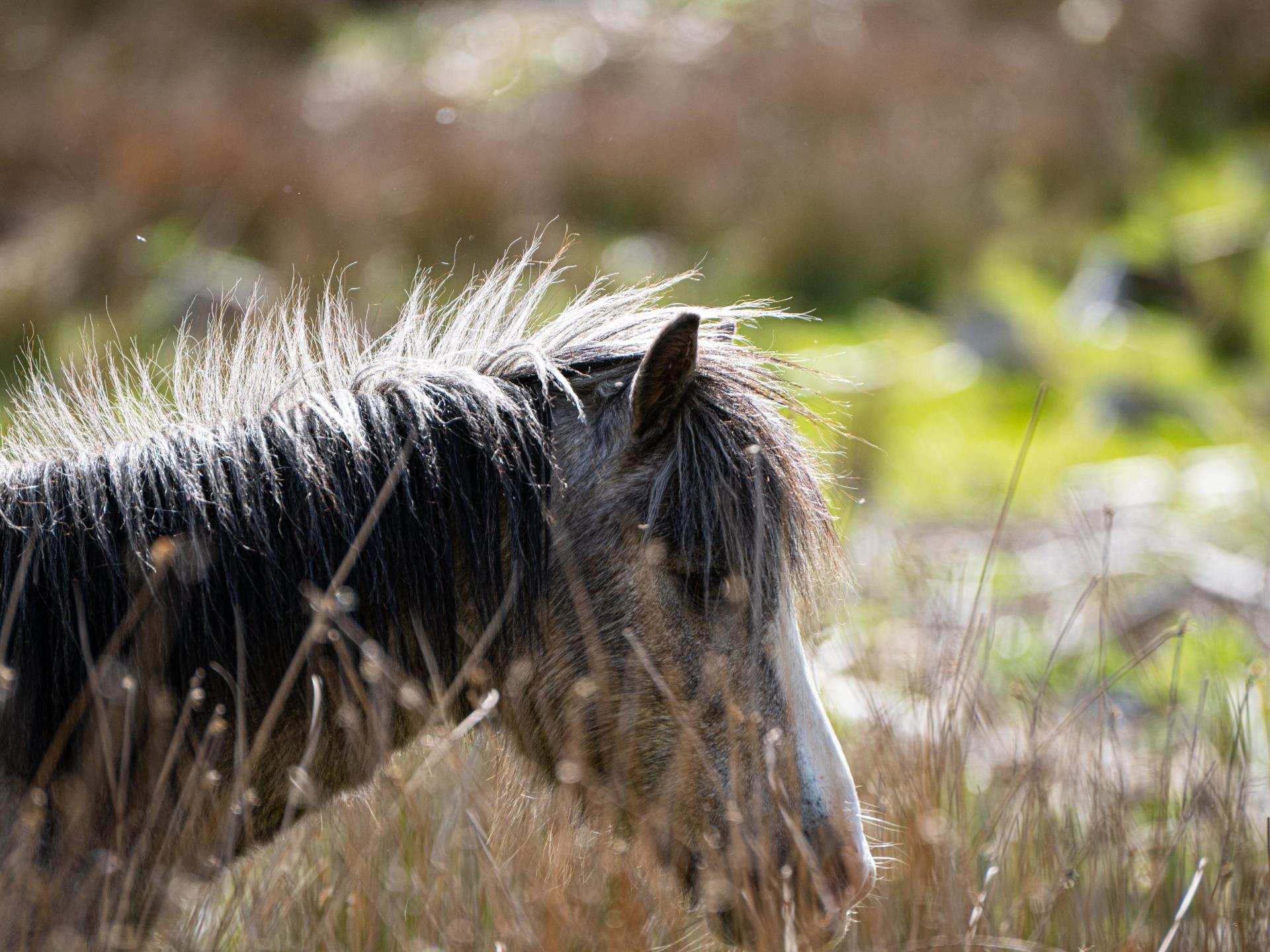 Wild Carneddau ponies roam the estate