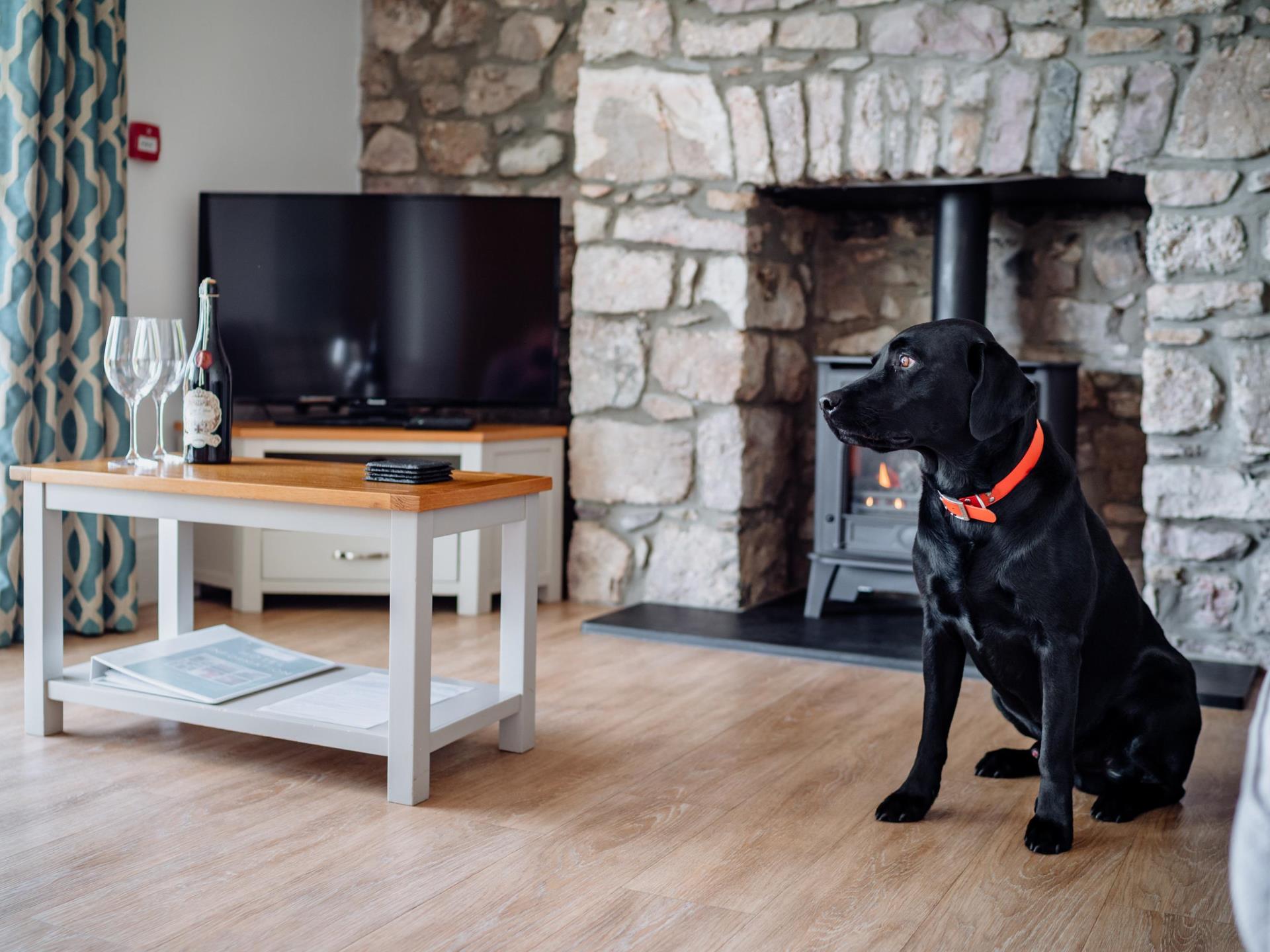 dog friendly cottages south wales 