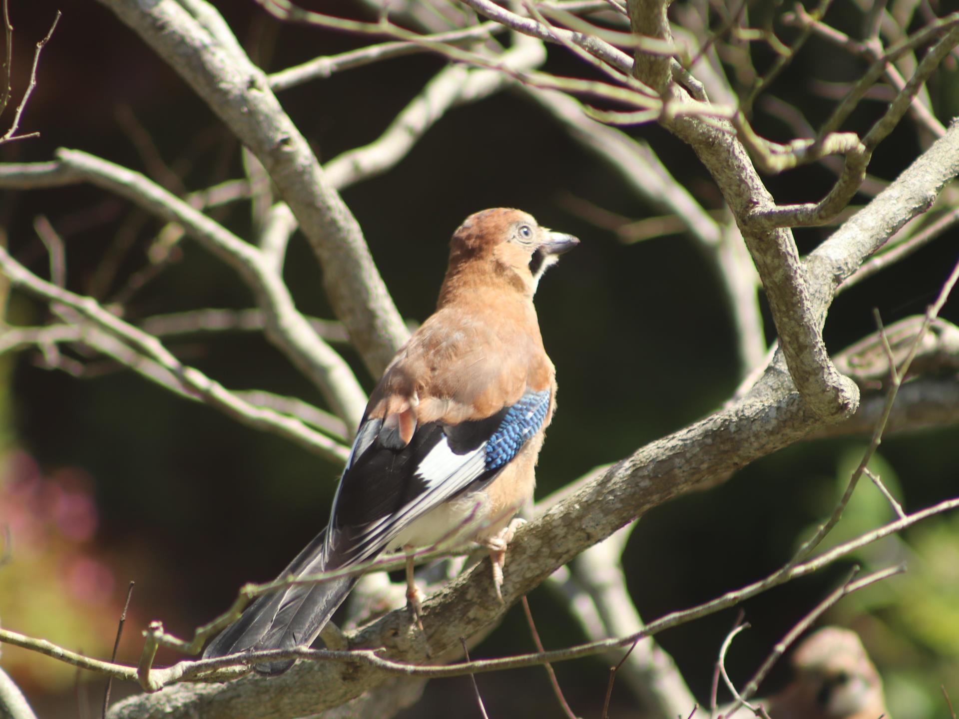 Feathered Visitors