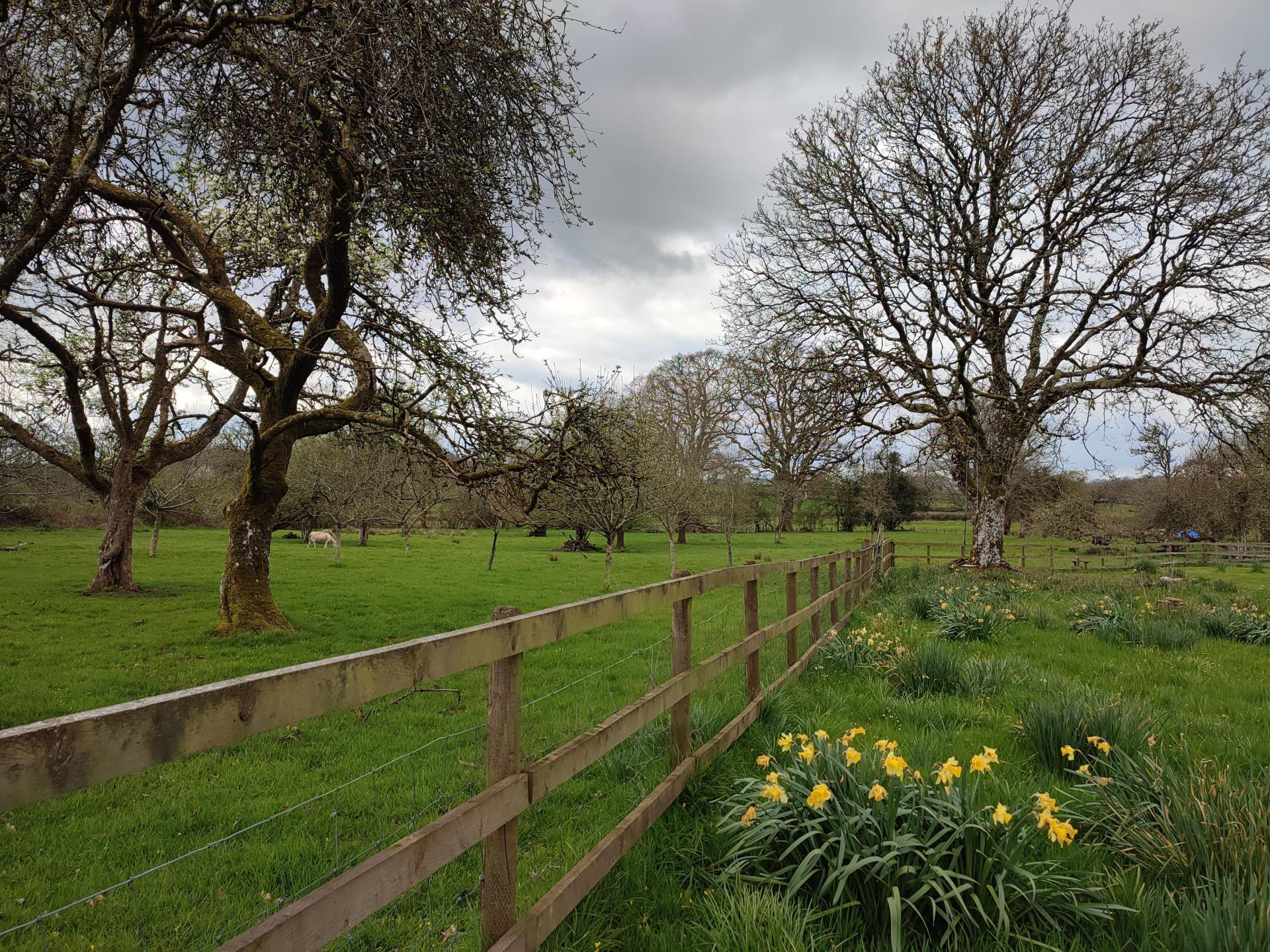 Orchard and paddock