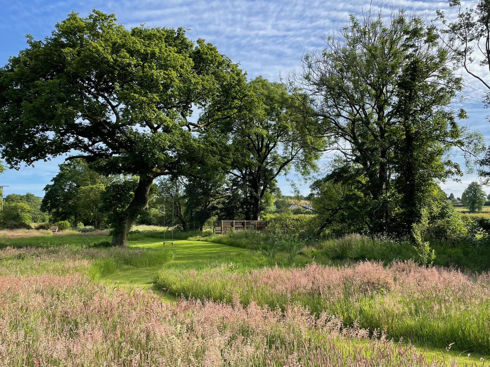 Our field oak on mown paths, before hay harvest